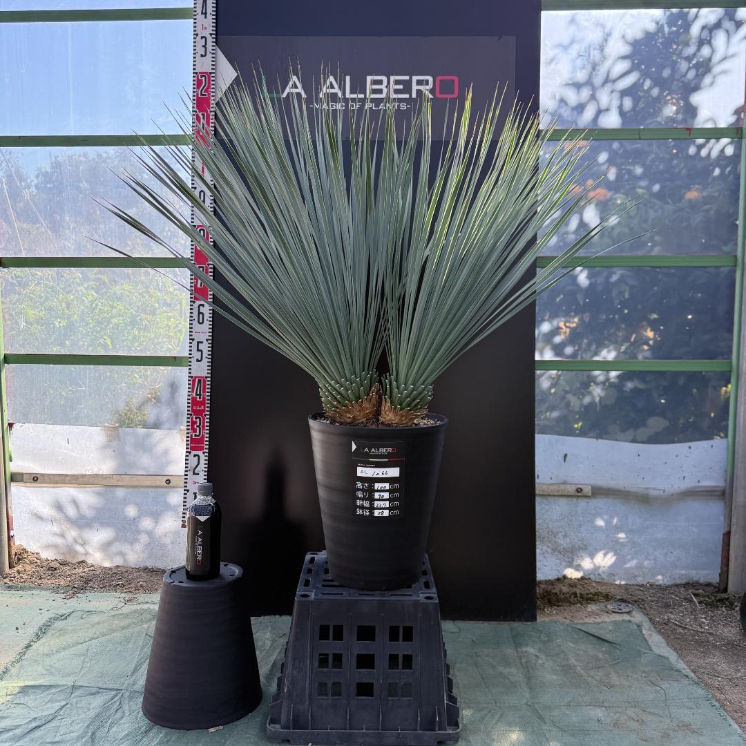 【AL1066】ユッカ　ロストラータ　ランチョブルー　数量限定販売