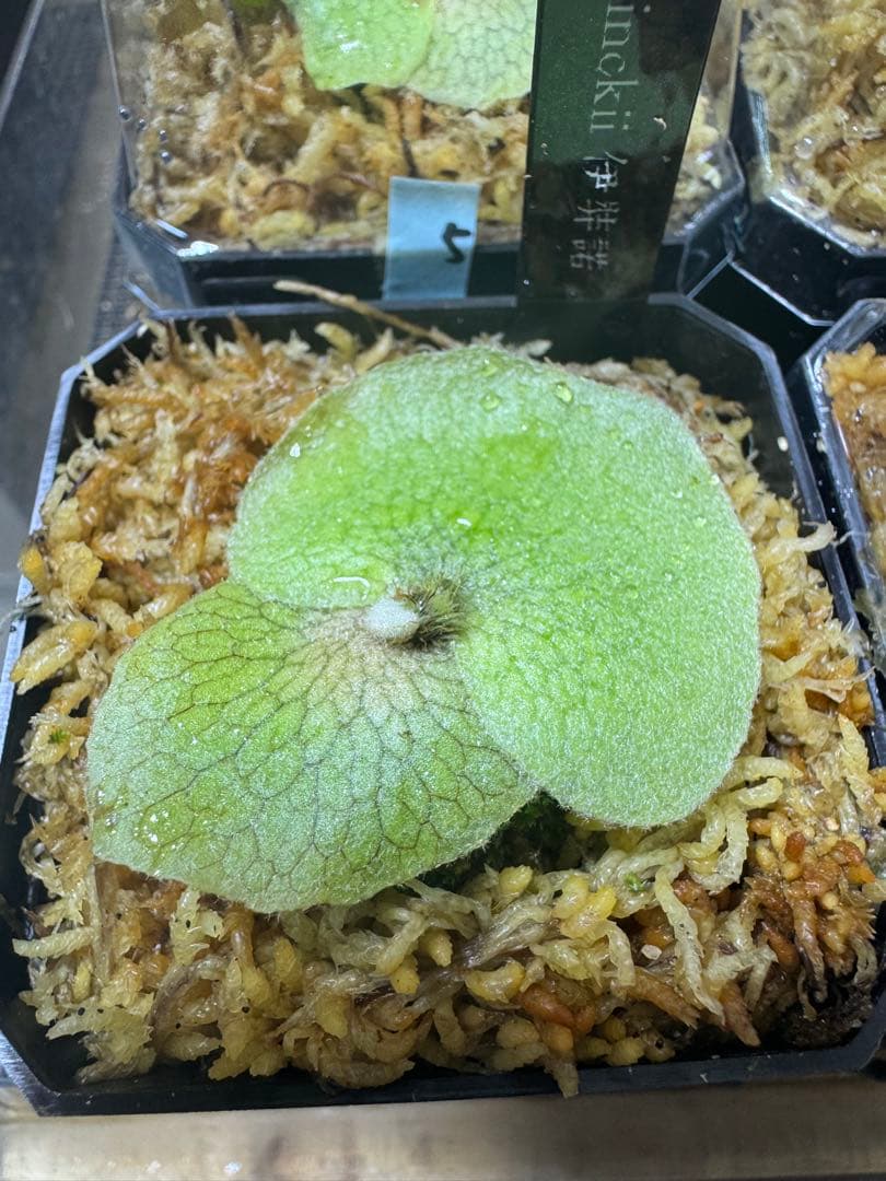 willinckii 伊弉諾　ビカクシダ　⑦