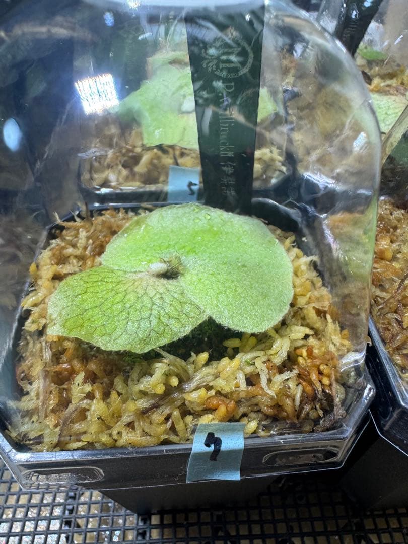 willinckii 伊弉諾　ビカクシダ　⑦