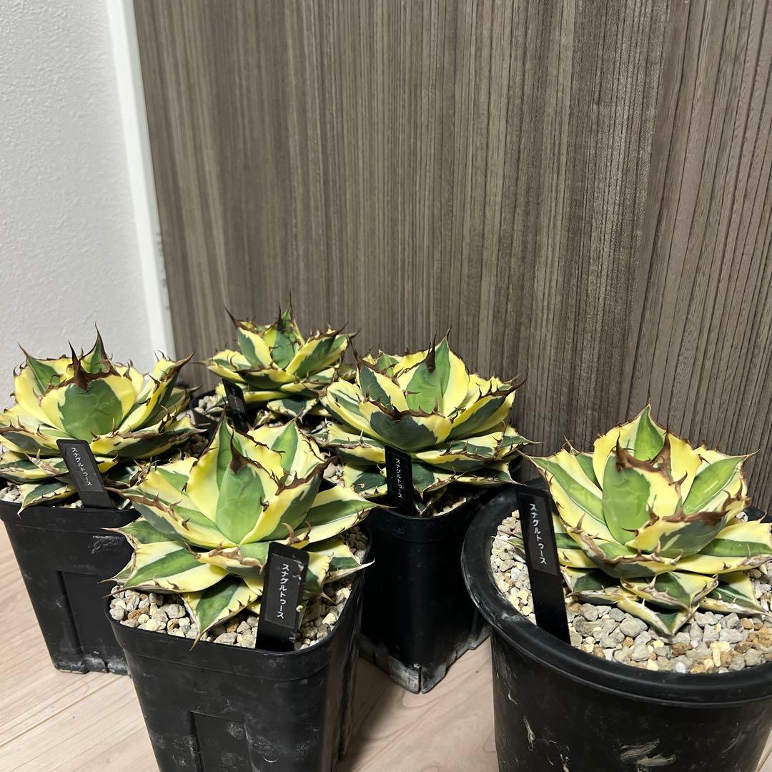 アガベ　スナグルトゥースまとめ売り