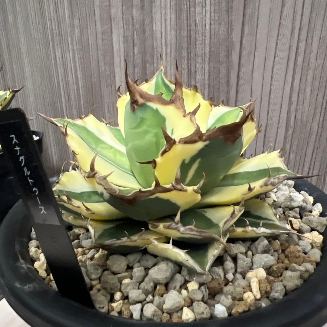 アガベ　スナグルトゥースまとめ売り