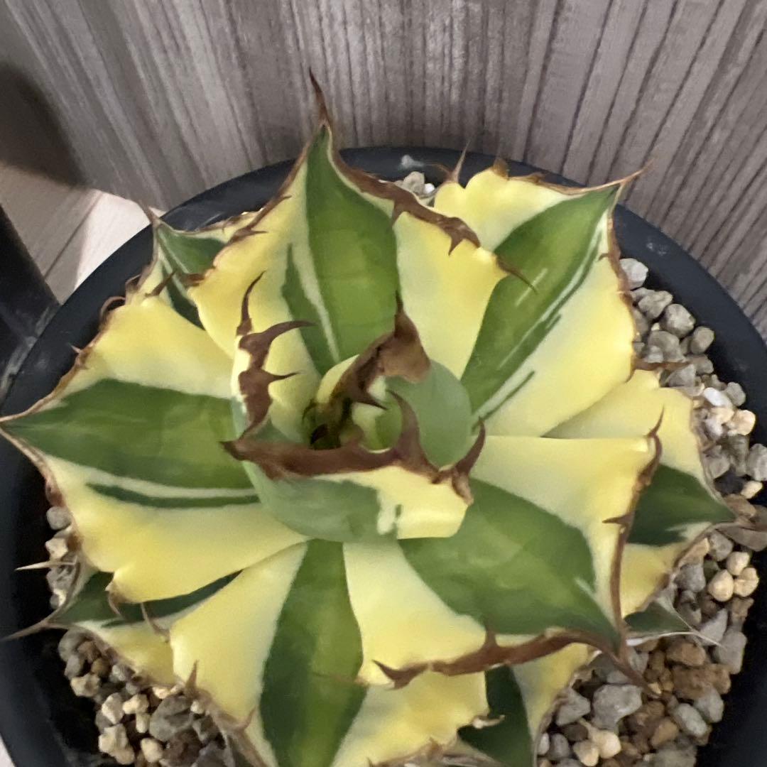 アガベ　スナグルトゥースまとめ売り