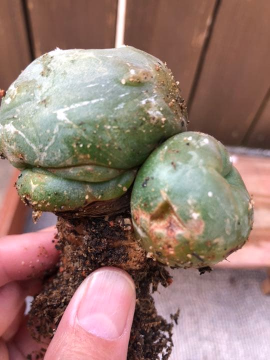 ご確認用です(^○^)