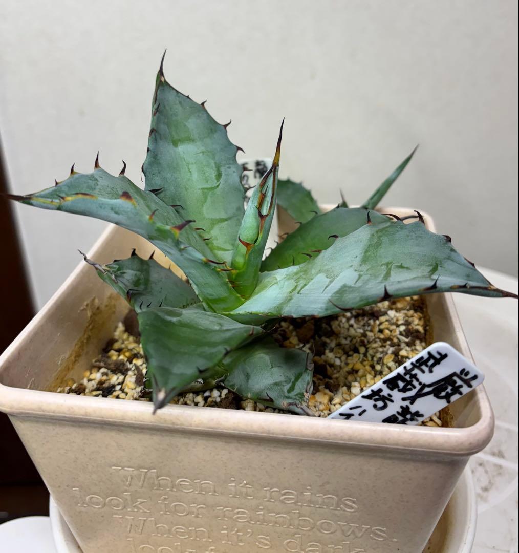 アガベ コロラータ × チタノタ　チタコロ ハイブリッド