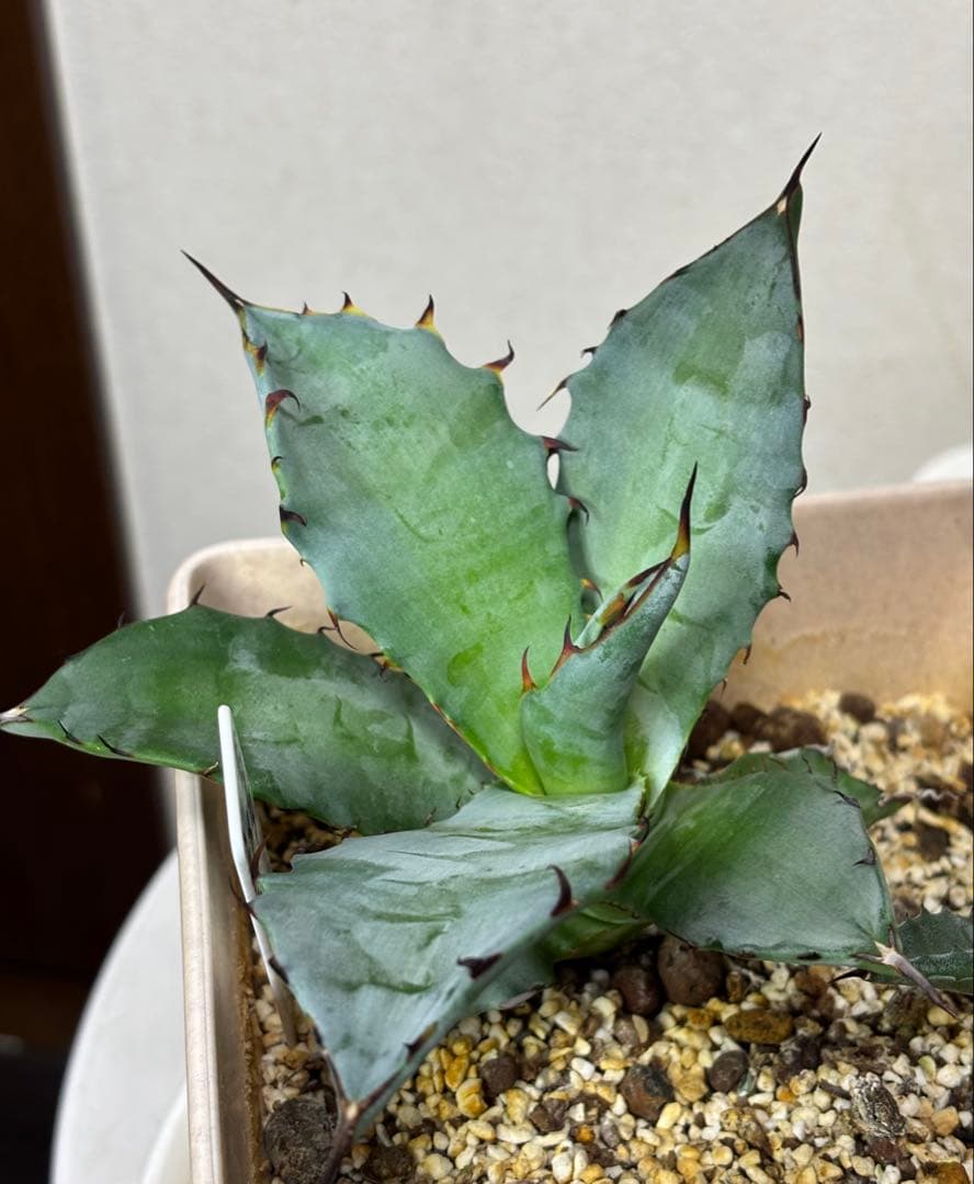 アガベ コロラータ × チタノタ　チタコロ ハイブリッド