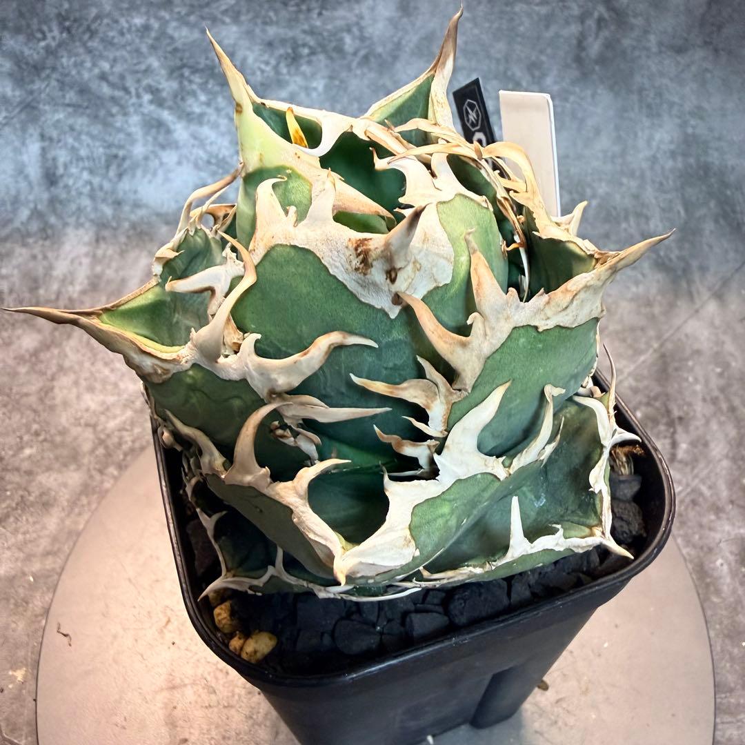 アガベ/追星 COK CG01