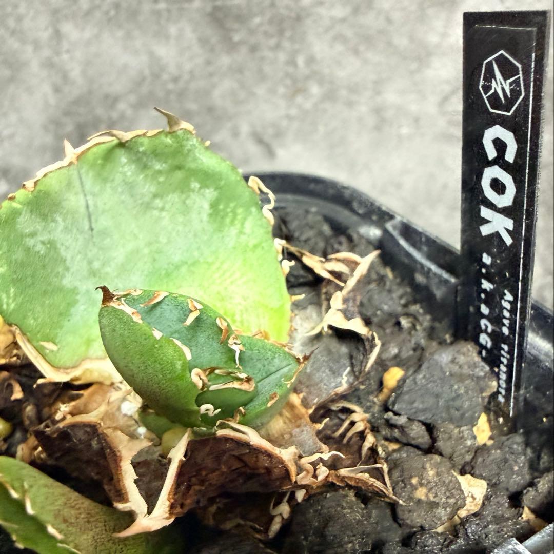 アガベ/追星 COK CG01