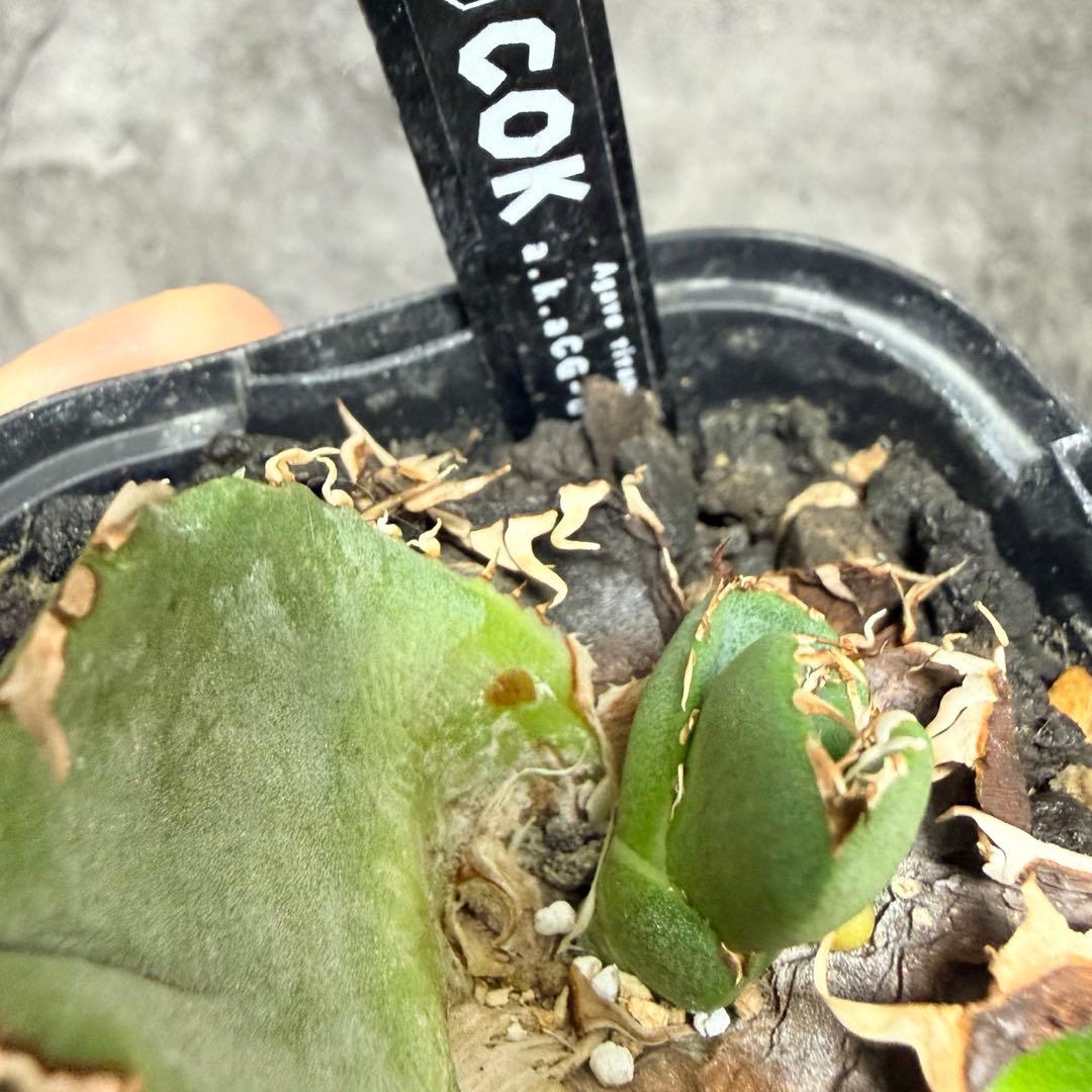 アガベ/追星 COK CG01