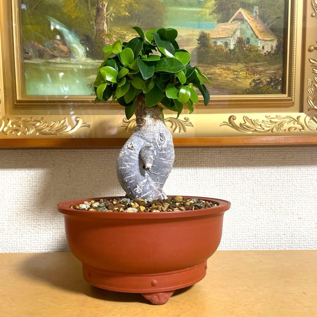 ガジュマル 盆栽 陶器鉢付き(新品)