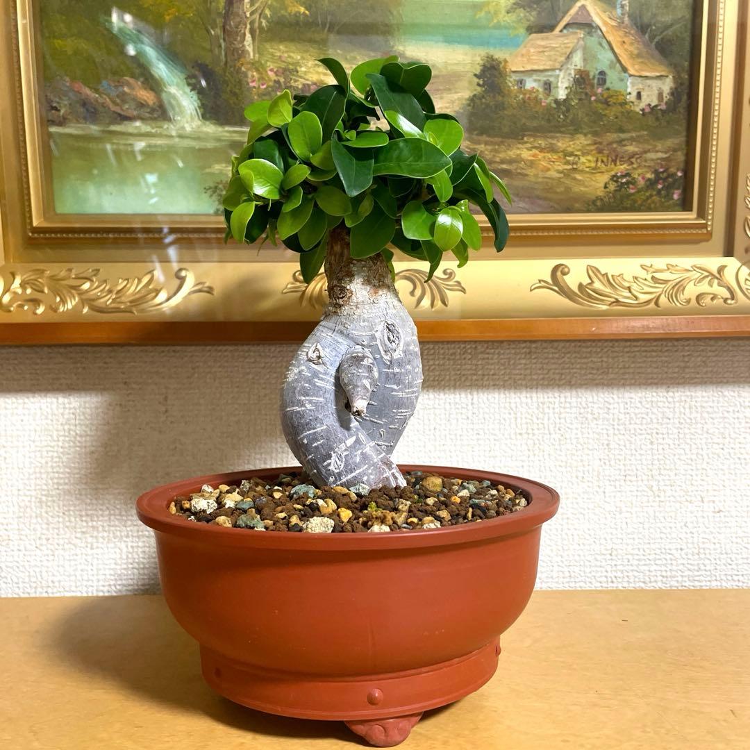ガジュマル 盆栽 陶器鉢付き(新品)