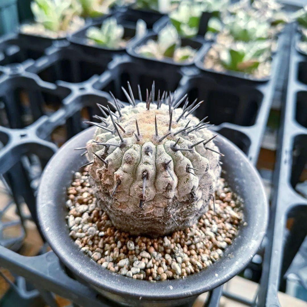 【限定一株】黒王丸 現地球 発根済み 青白 コピアポア シネレア