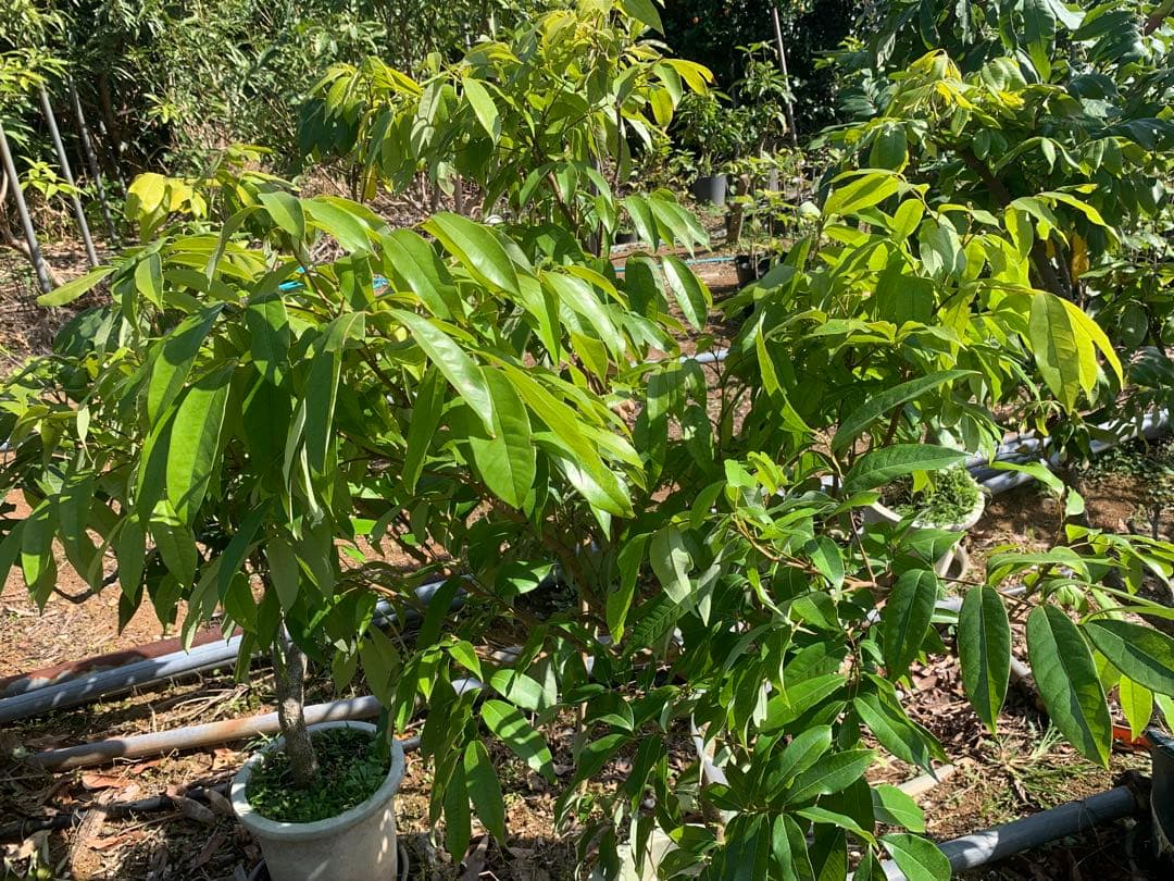 ライチ取木苗木6年目　レイシ 　台湾玉荷苞　改良品種プリンセスの笑顔