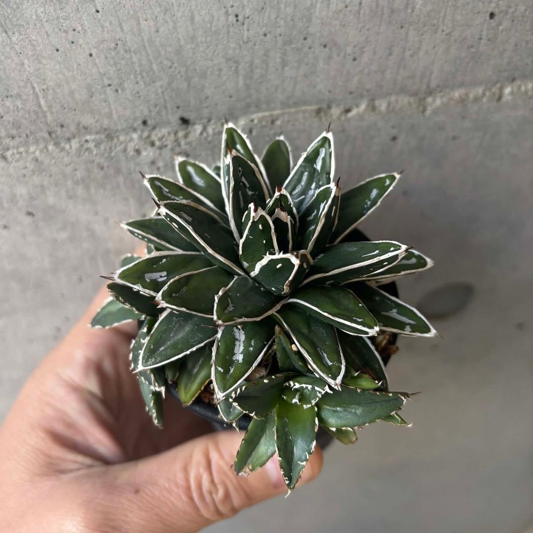 アガベ　ヴィクトリア レジーナ（笹の雪）　超短葉