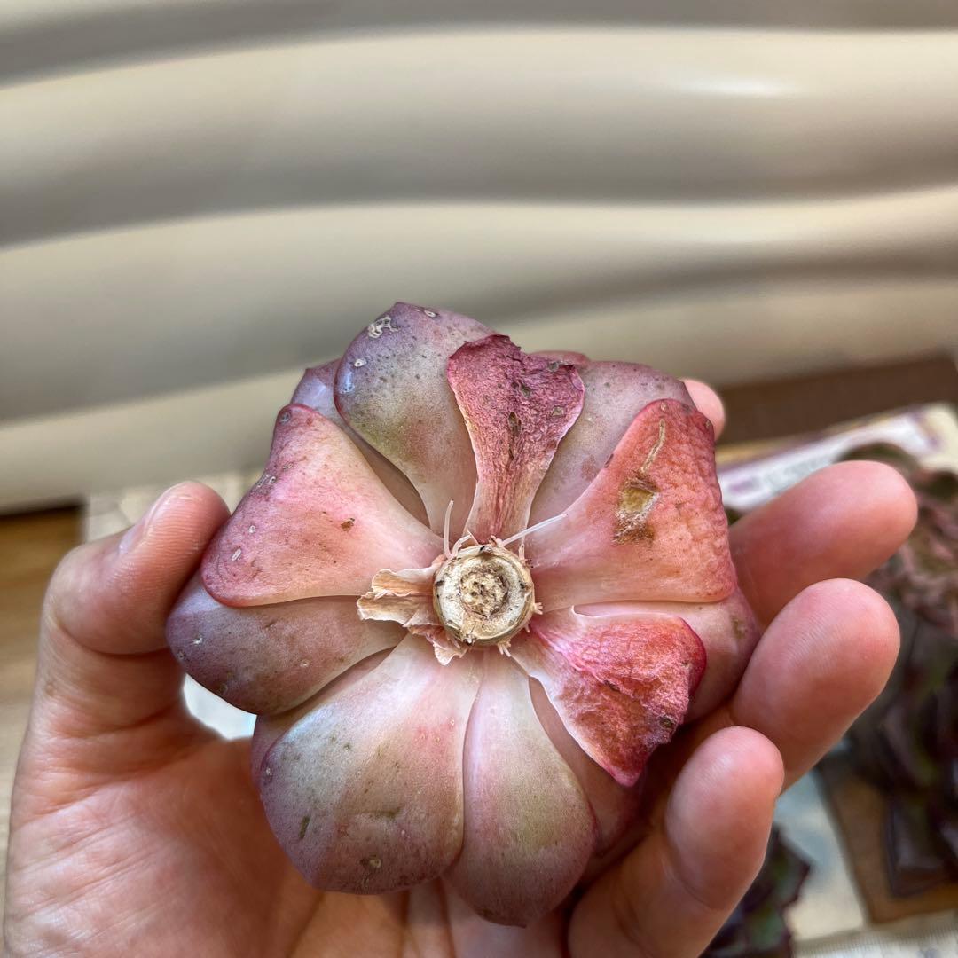 まえちゃん　韓国苗セット