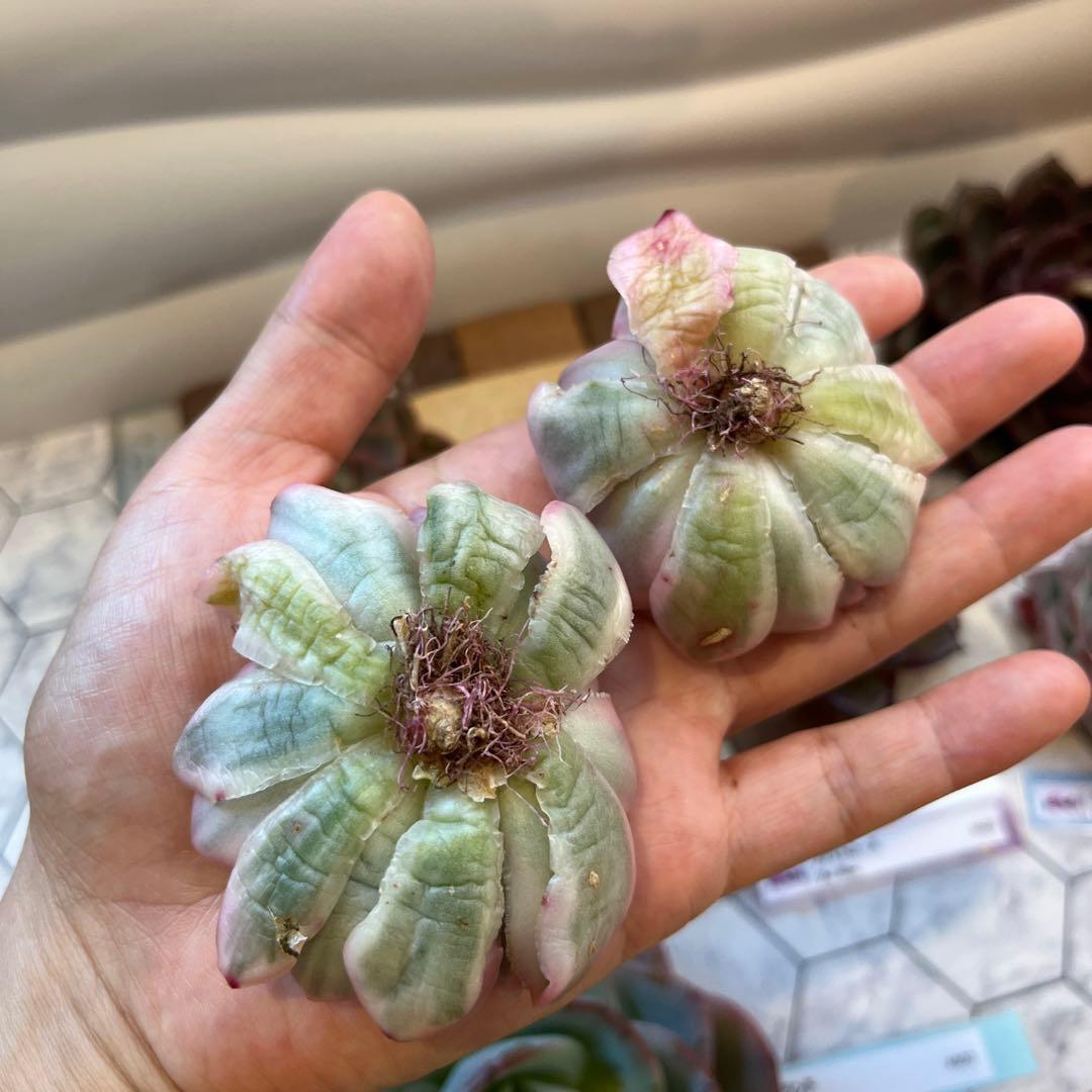 まえちゃん　韓国苗セット