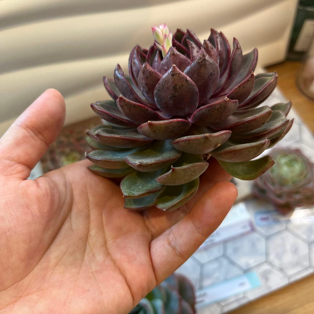 まえちゃん　韓国苗セット