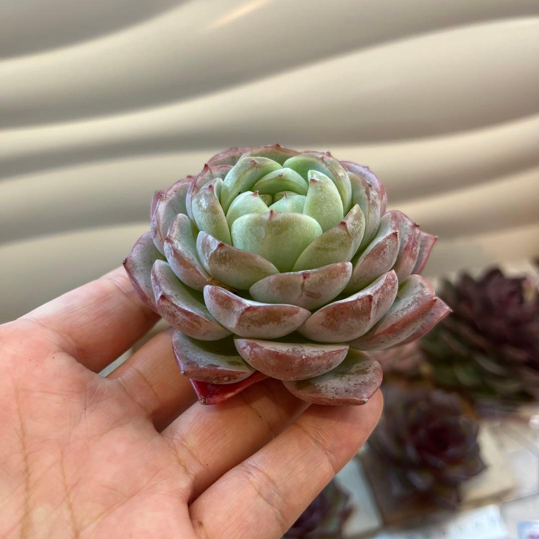 まえちゃん　韓国苗セット