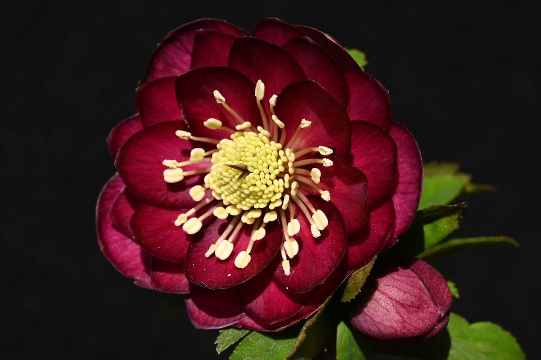 クリスマスローズ　認定！キラメキ✩レッド　加藤農園