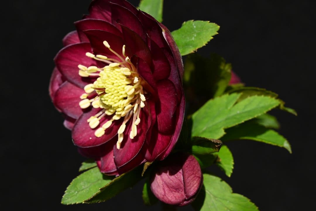 クリスマスローズ　認定！キラメキ✩レッド　加藤農園