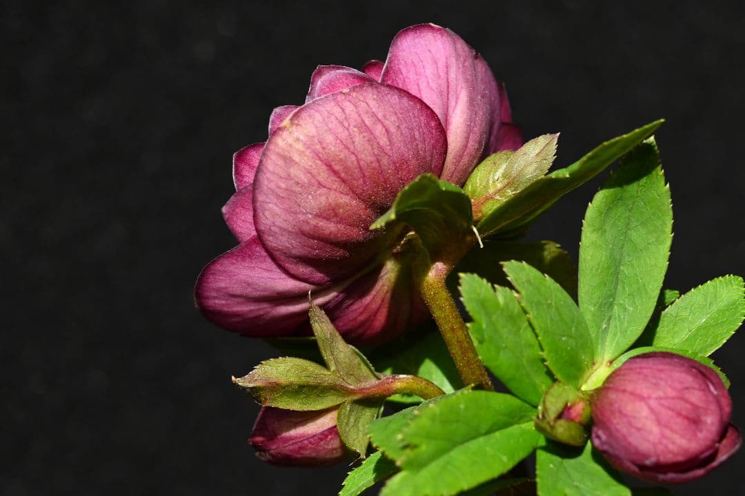 クリスマスローズ　認定！キラメキ✩レッド　加藤農園