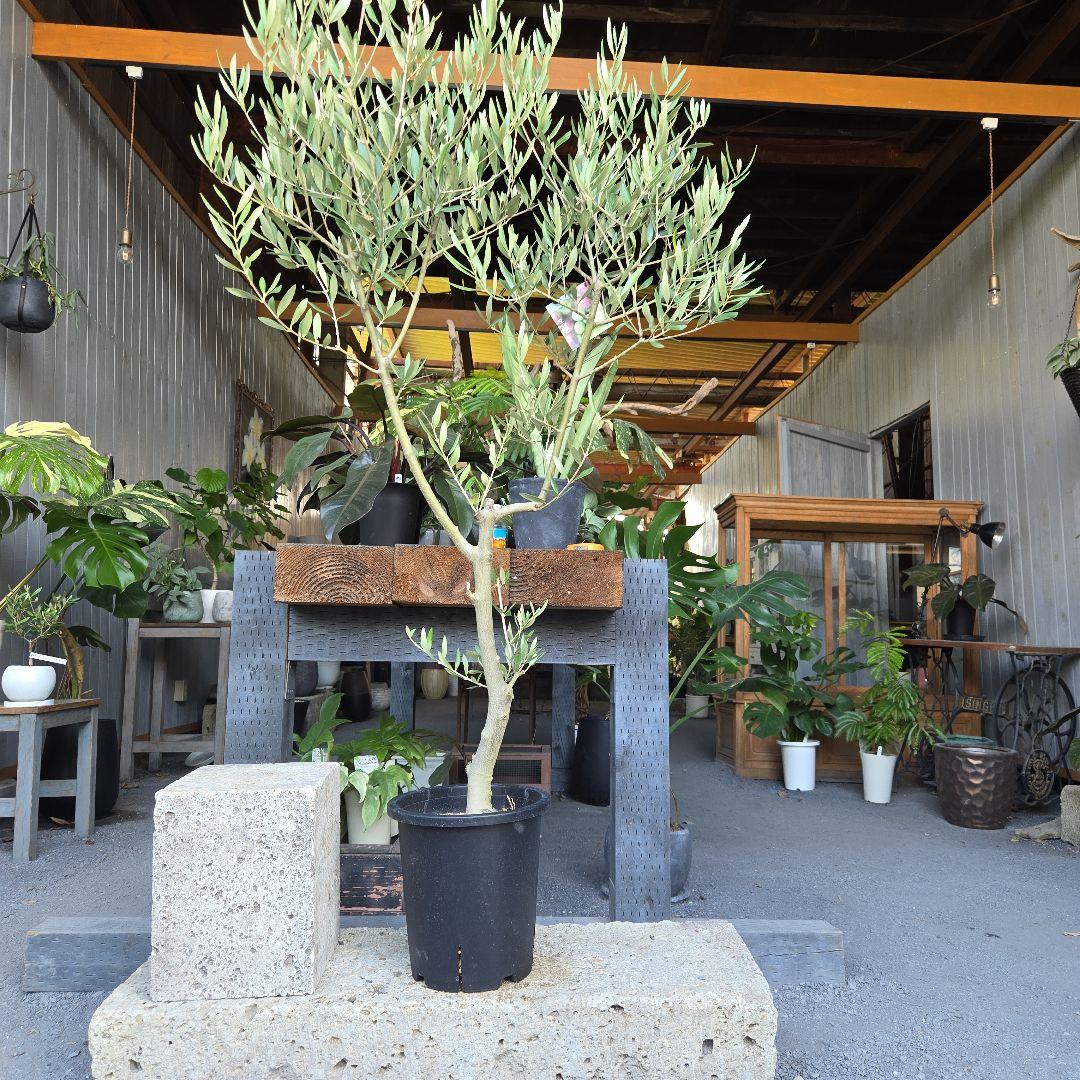 bobio⑮オリーブの木souju『ピクアル』⑨『ミッション8号2苗セット