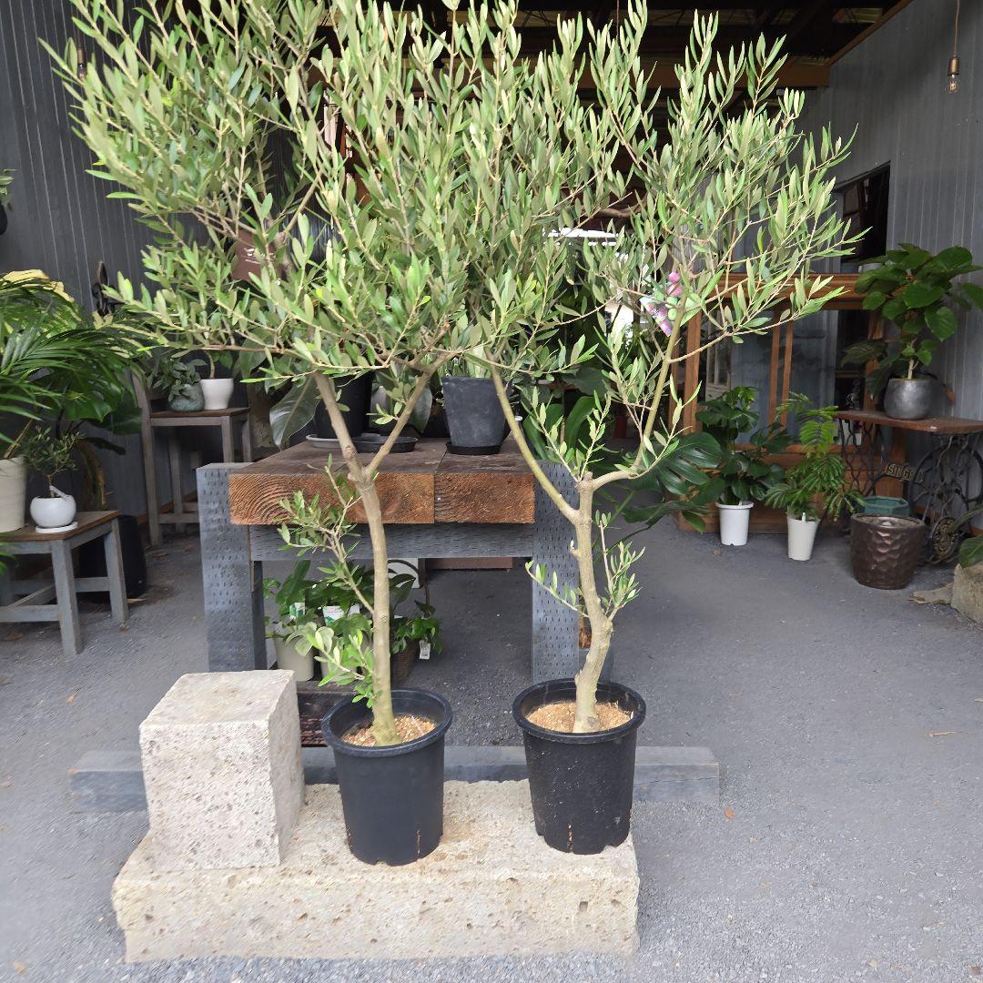 bobio⑮オリーブの木souju『ピクアル』⑨『ミッション8号2苗セット