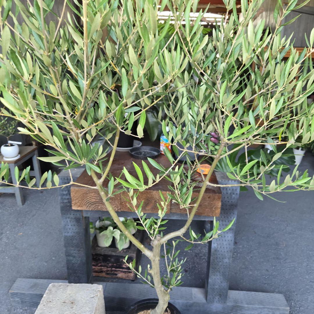 bobio⑮オリーブの木souju『ピクアル』⑨『ミッション8号2苗セット