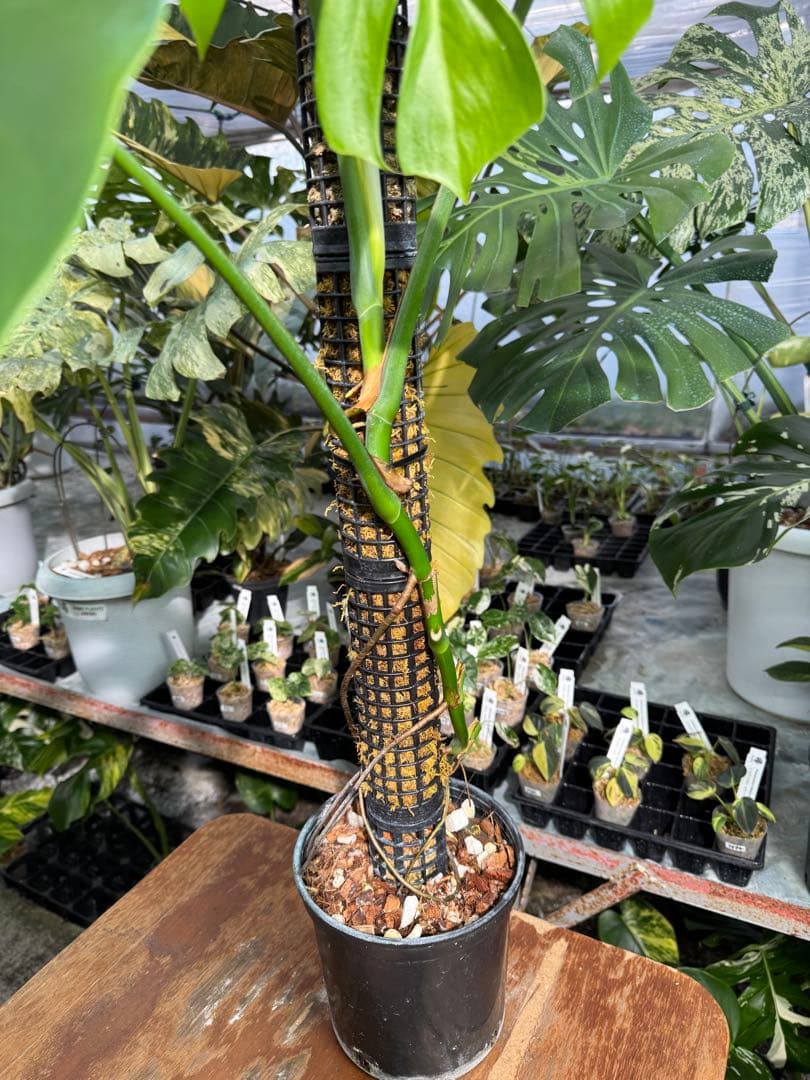 SR1 モンステラ　デリシオーサ　シエラナ　鉢モスポール付き　オリジナルカット株