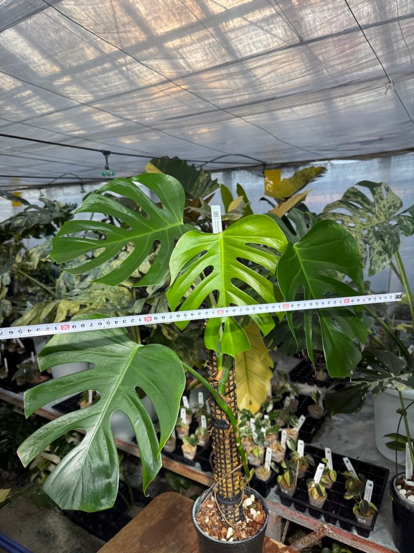 SR1 モンステラ　デリシオーサ　シエラナ　鉢モスポール付き　オリジナルカット株