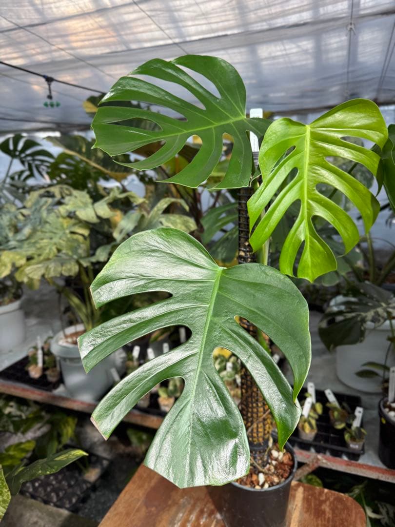 SR1 モンステラ　デリシオーサ　シエラナ　鉢モスポール付き　オリジナルカット株