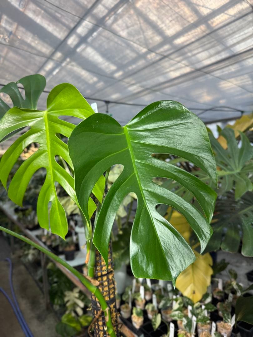 SR1 モンステラ　デリシオーサ　シエラナ　鉢モスポール付き　オリジナルカット株