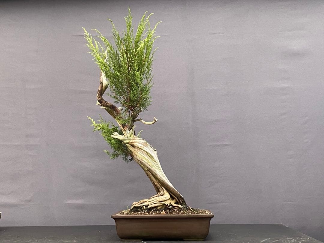 三河盆栽　シンパク(トショウ) 盆栽