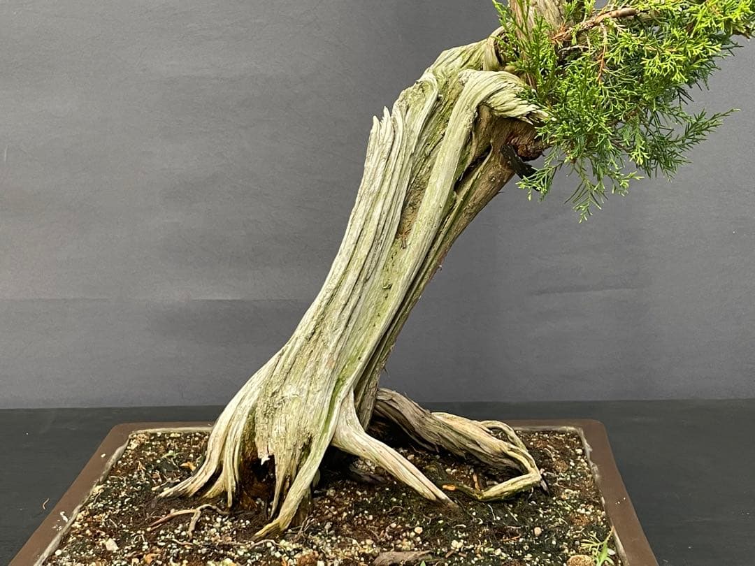 三河盆栽　シンパク(トショウ) 盆栽