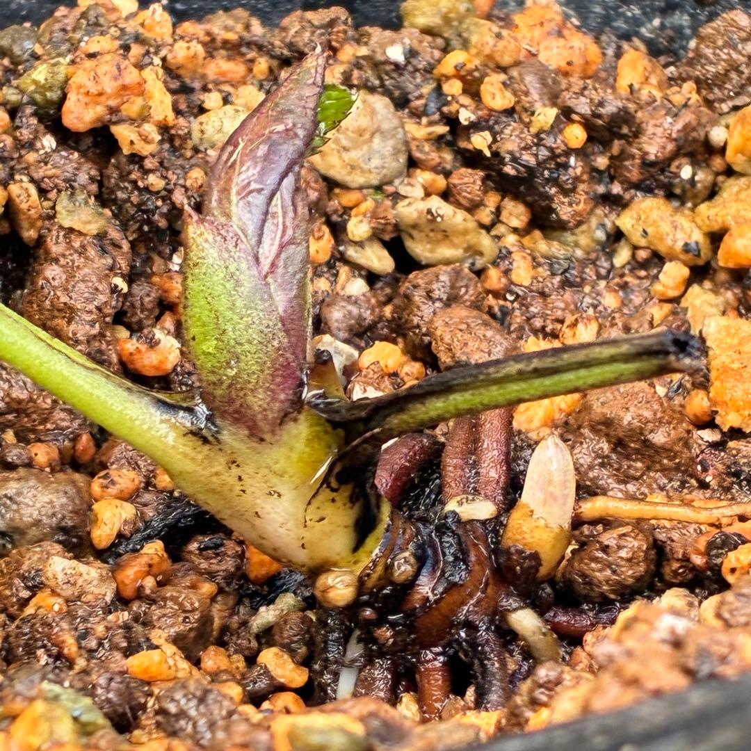 の*ん様 ☘️親株☘️❤️根充実❤️沢山新芽❤️730⭐️多弁⭐️アンティーク⭐