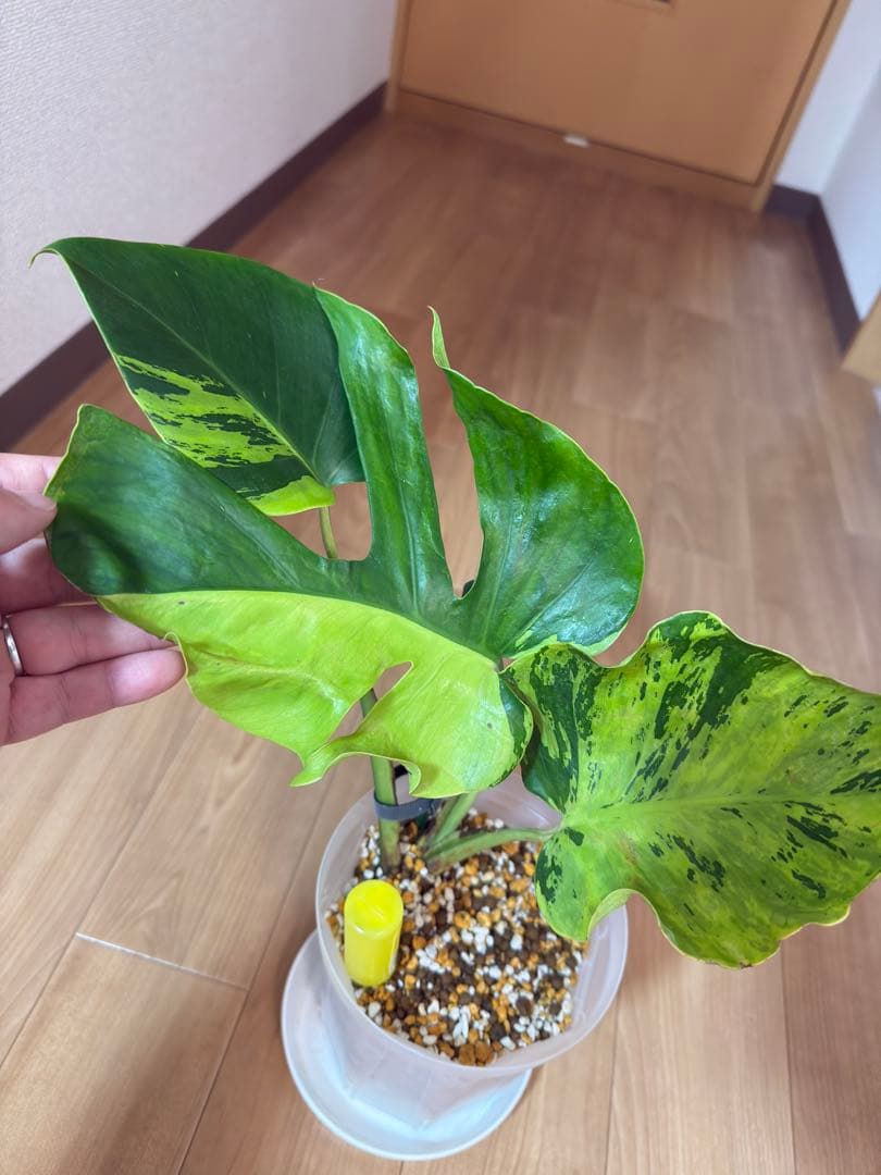 「超激レア」モンステラ　ライトライム　Light Lime ハーフムーン　本物