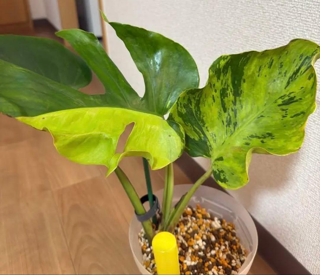 「超激レア」モンステラ　ライトライム　Light Lime ハーフムーン　本物