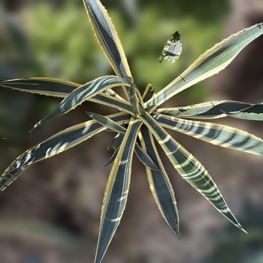 アンガスティーフォリア 大株