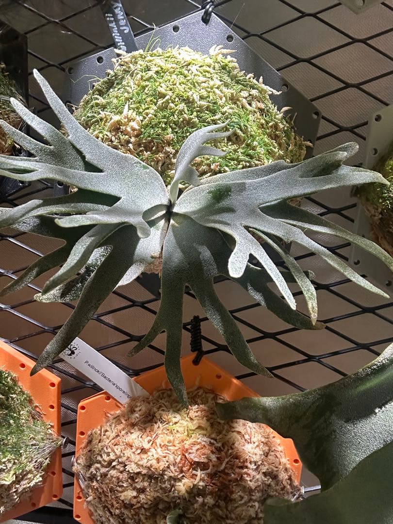 P.willinckii 'Jenny' TC株　板付け