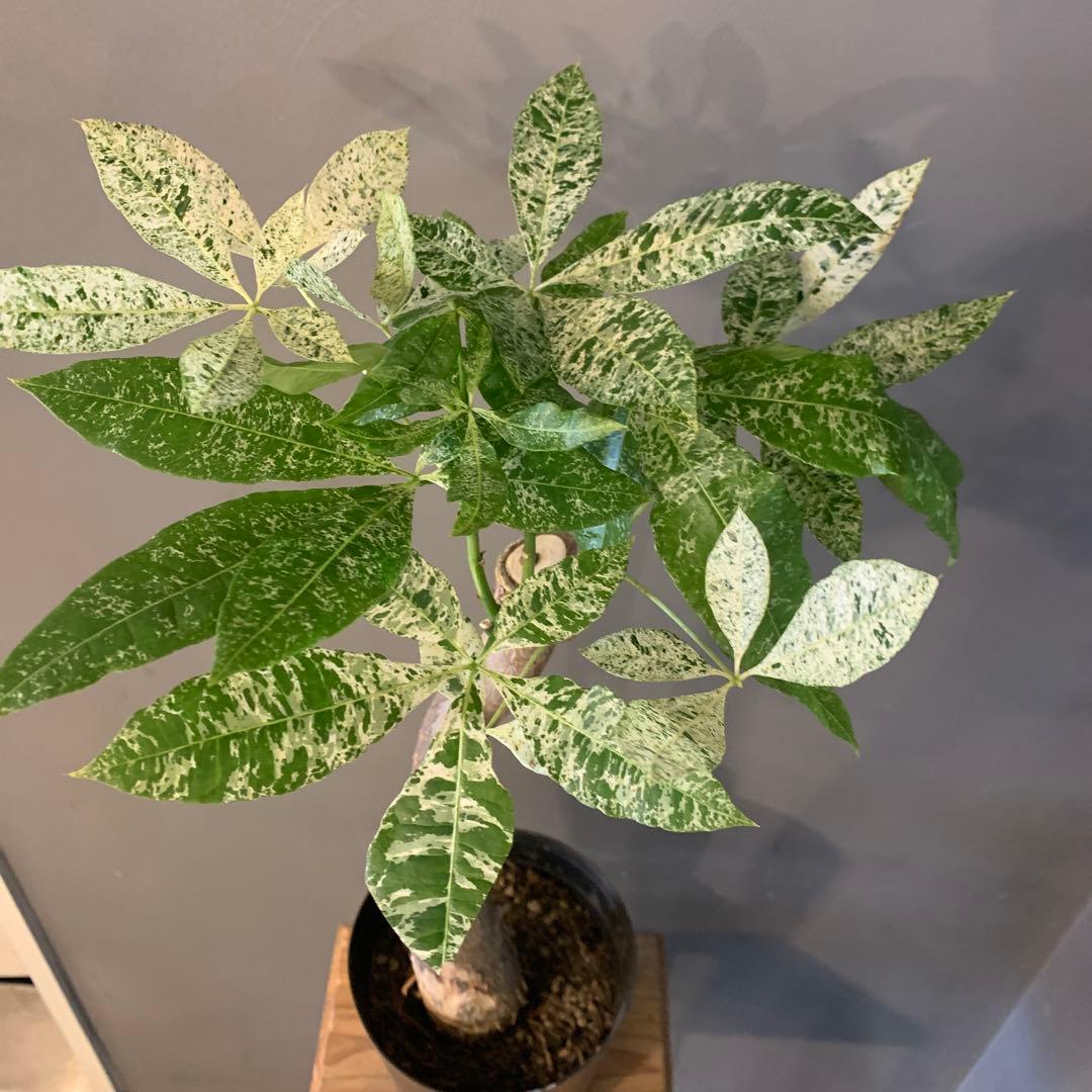 パキラ ミルキーウェイ 7