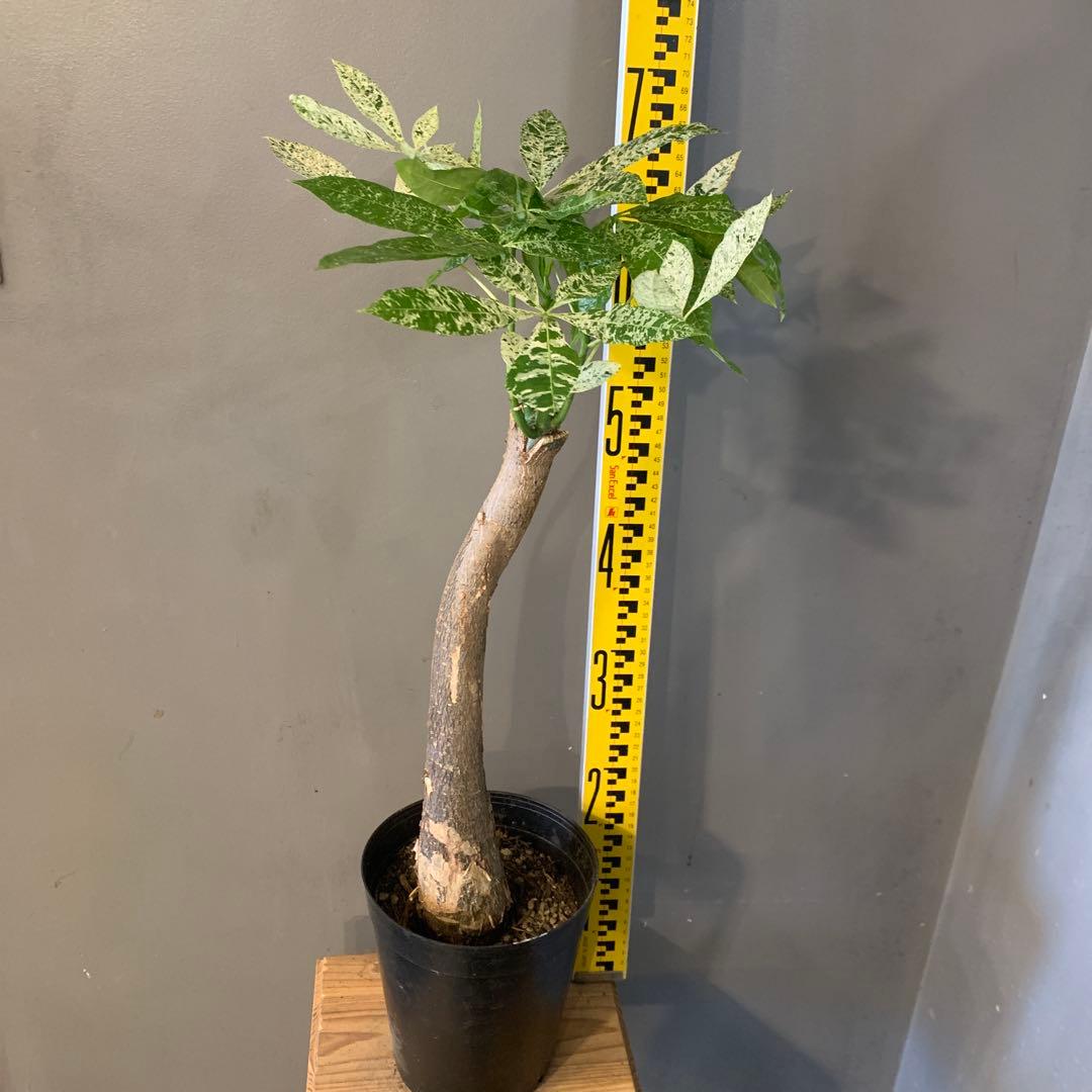 パキラ ミルキーウェイ 7