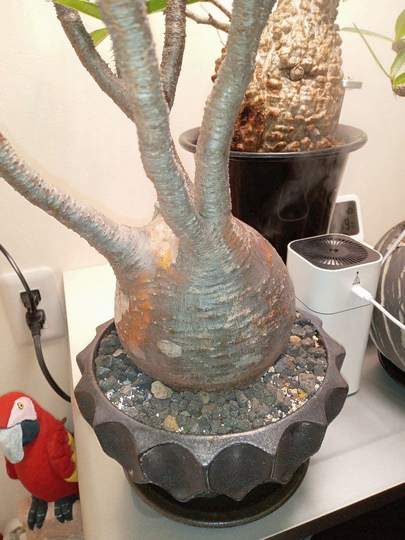 【昨夏(2025)開花しました！】パキポディウム　グラキリス★レア白肌　現地球