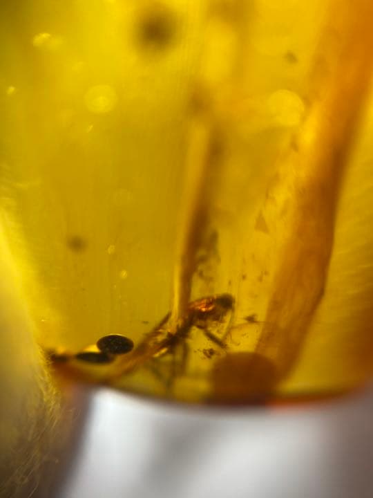 アンバー 琥珀  昆虫  コレクション 天然石 虫入り 価値上がる 宝石