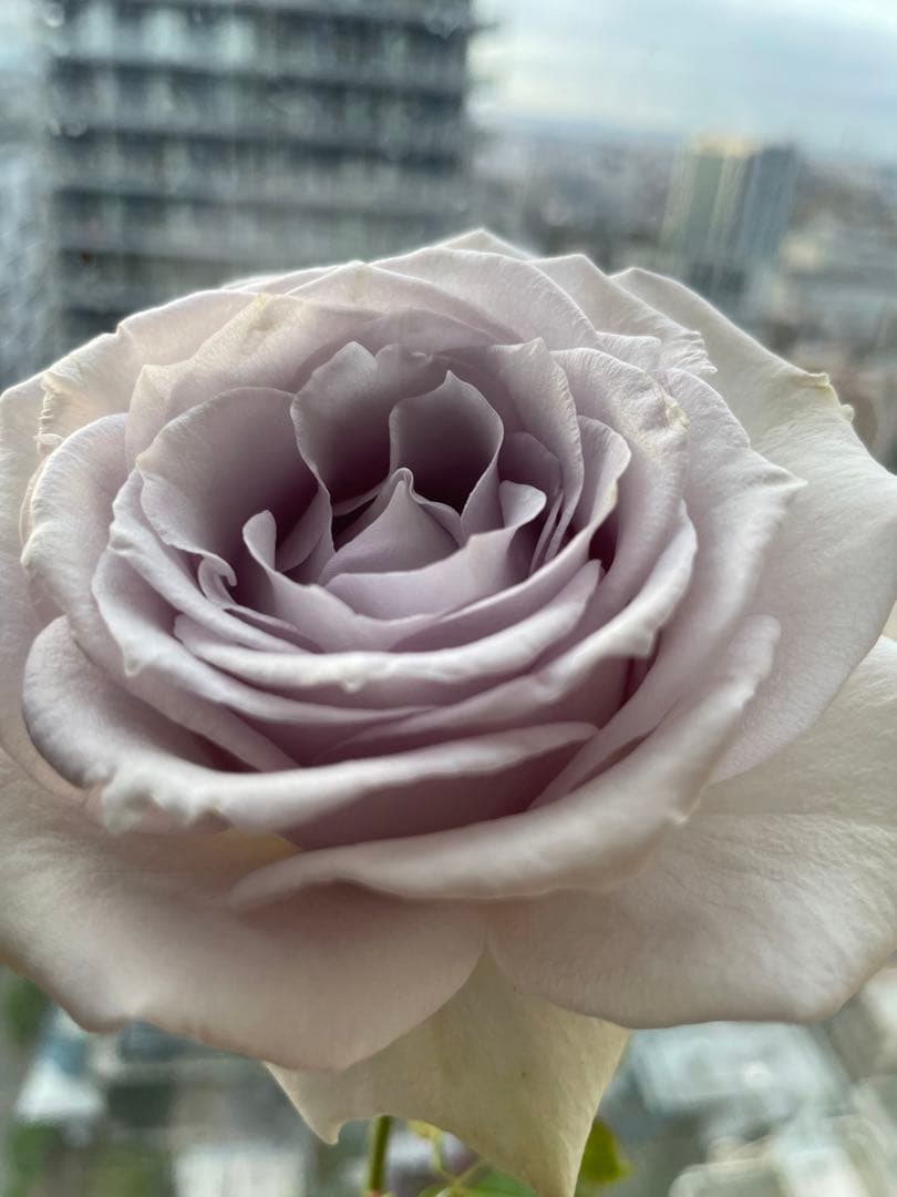 セール！数量、期間限定！お任せバラ挿し穂10種かく各1本