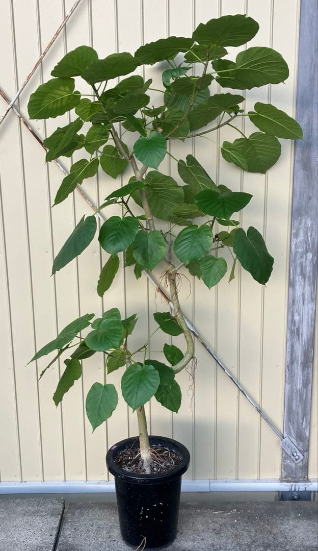 フィカス　ウンベラータ　曲がり　鉢皿付き