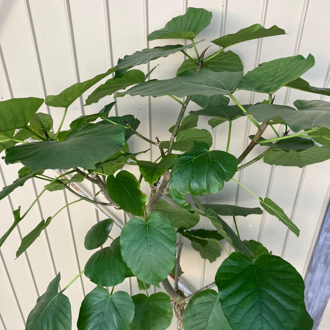 フィカス　ウンベラータ　曲がり　鉢皿付き