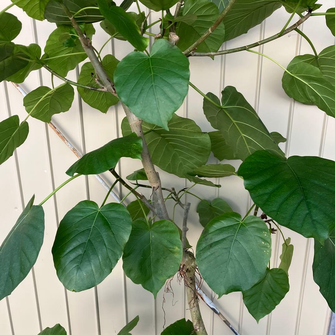 フィカス　ウンベラータ　曲がり　鉢皿付き