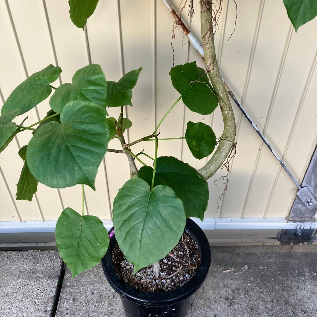 フィカス　ウンベラータ　曲がり　鉢皿付き