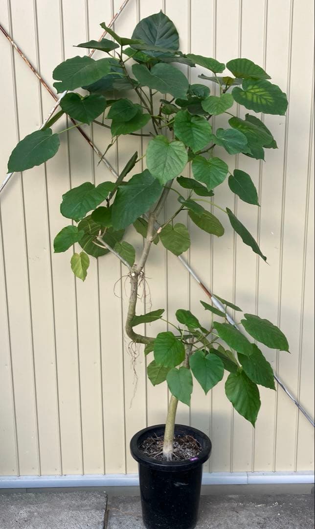 フィカス　ウンベラータ　曲がり　鉢皿付き