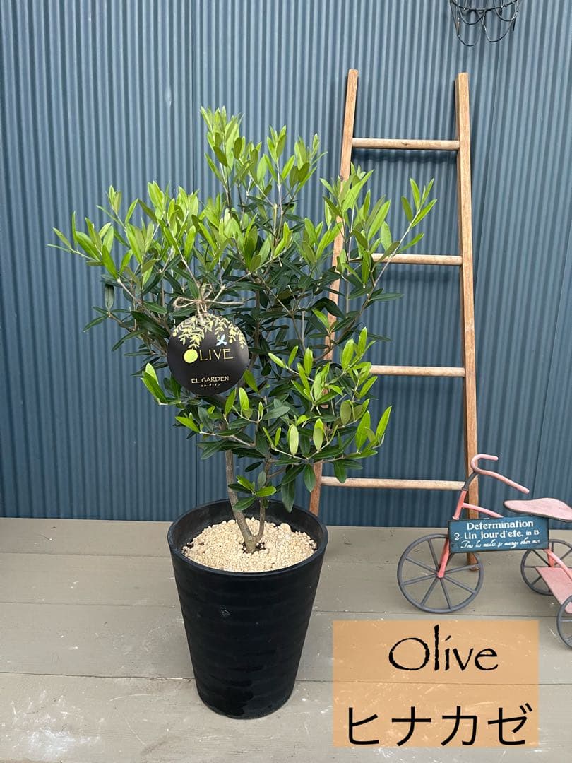 大人気オリーブ、一点もの、剪定済み、育てやすい品種、そのまま飾れる‼︎