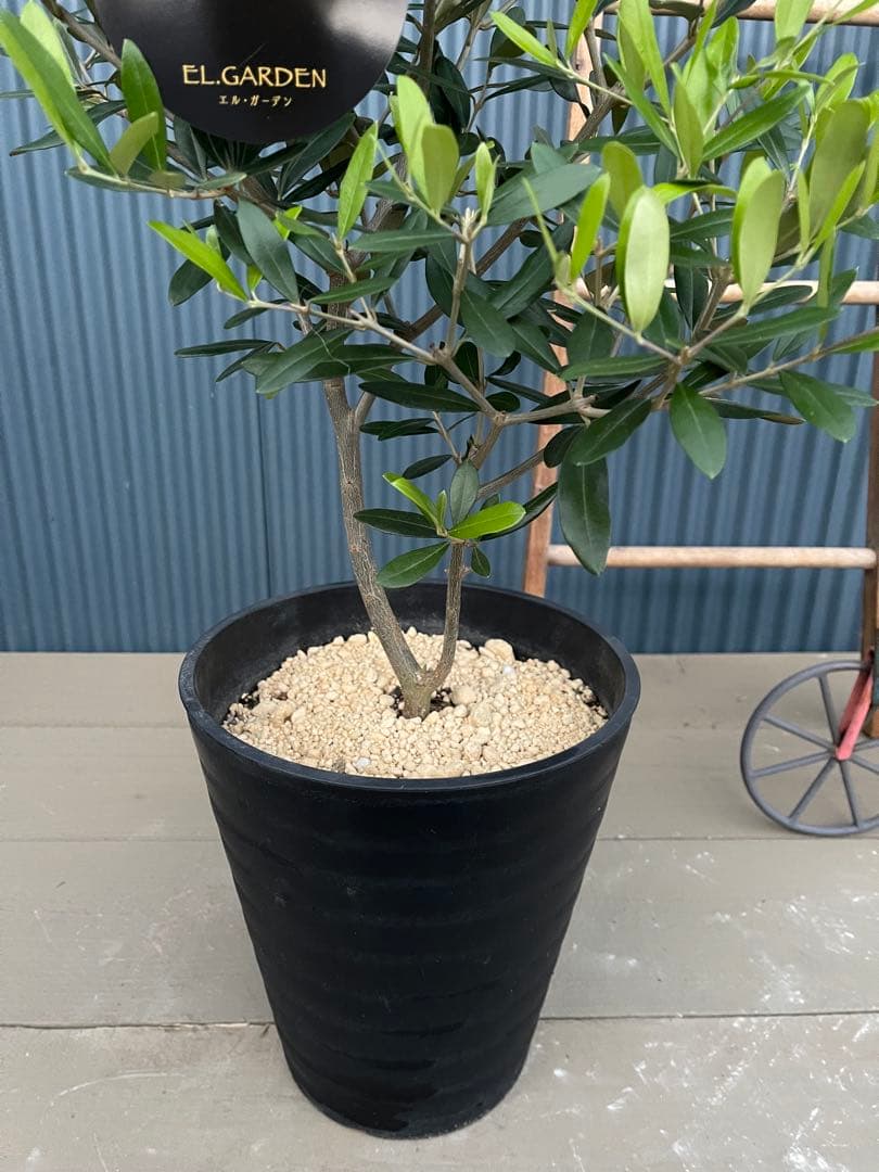 大人気オリーブ、一点もの、剪定済み、育てやすい品種、そのまま飾れる‼︎